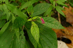 Kohleria inaequalis
