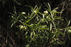 Helleborus viridis