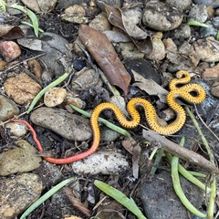 Diadophis punctatus similis