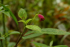 Kohleria inaequalis