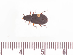 Haplandrus fulvipes