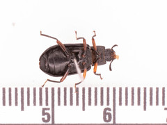 Haplandrus fulvipes