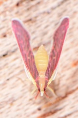 Anotia firebugia