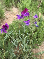 Lathyrus odoratus
