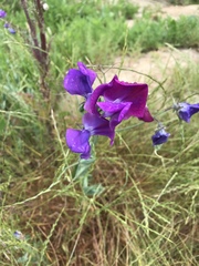 Lathyrus odoratus