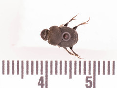 Onthophagus hecate