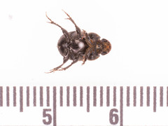Onthophagus hecate