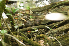 Neogale vison evergladensis