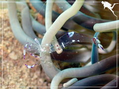 Ancylomenes tosaensis