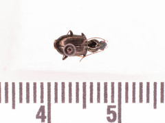 Agonum ferreum
