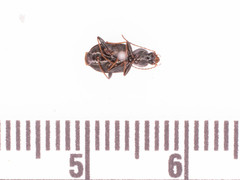 Agonum ferreum
