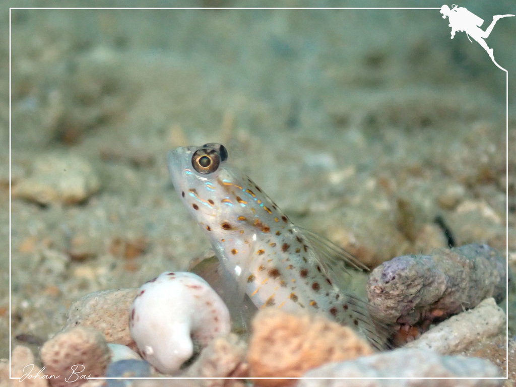 Gold-Streaked Prawn-Goby