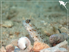 Ctenogobiops aurocingulus