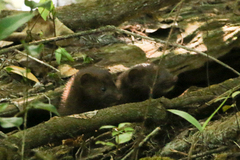 Neogale vison evergladensis