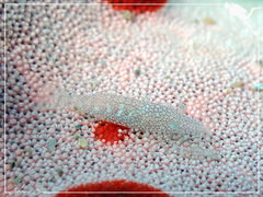 Zenopontonia noverca