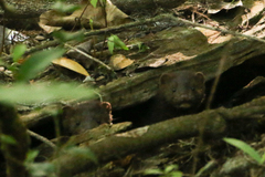 Neogale vison evergladensis