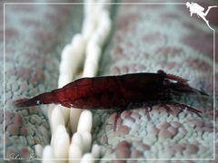 Zenopontonia noverca