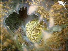 Hippopus hippopus