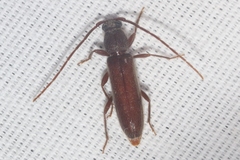 Geropa concolor