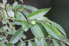 Byttneria australis