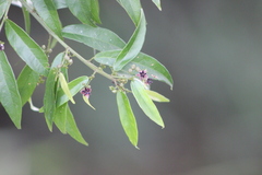 Byttneria australis