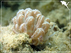 Phyllodesmium lizardense