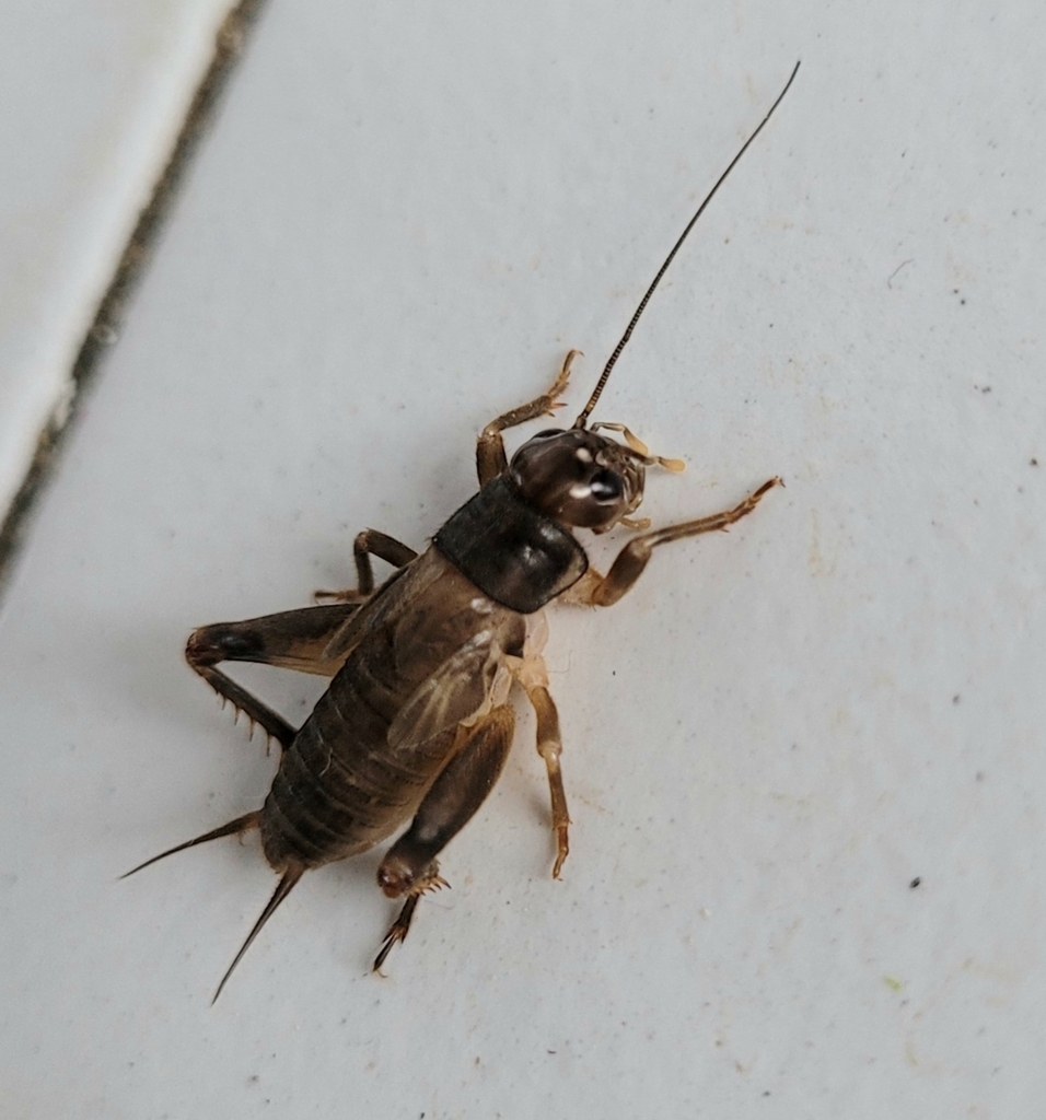 Short-tailed Cricket
