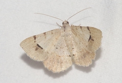 Frederickia flaviterminata