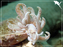 Phyllodesmium lizardense