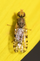 Dioxyna picciola