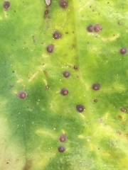 Chrysomphalus pinnulifer