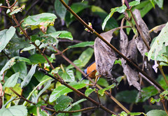 Conirostrum sitticolor