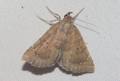 Focillidia texana