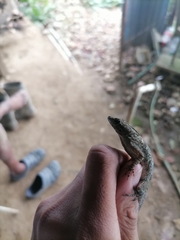 Anolis aeneus