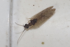 Sympherobius barberi