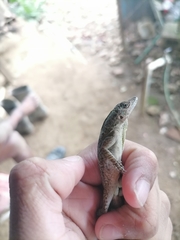 Anolis aeneus