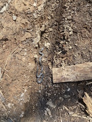Diadophis punctatus stictogenys