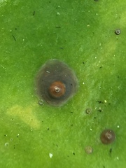 Chrysomphalus pinnulifer