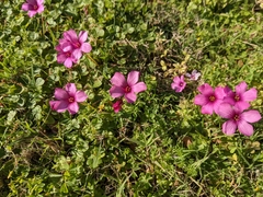 Oxalis articulata
