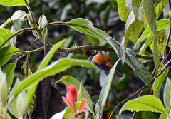 Conirostrum sitticolor