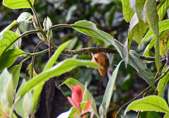 Conirostrum sitticolor