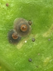 Chrysomphalus pinnulifer