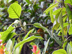 Conirostrum sitticolor