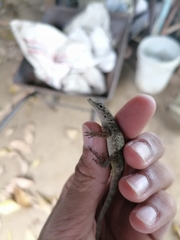 Anolis aeneus