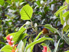 Conirostrum sitticolor