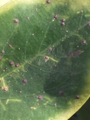 Chrysomphalus pinnulifer