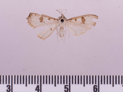 Palpita illibalis