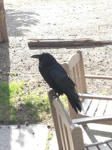 Common Raven photographed in Montana