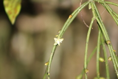 Rhipsalis teres