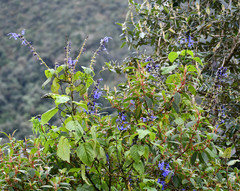 Salvia pichinchensis